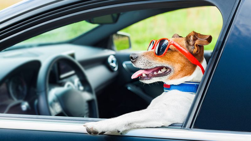 ¿Cómo transportar correctamente a nuestro perro?